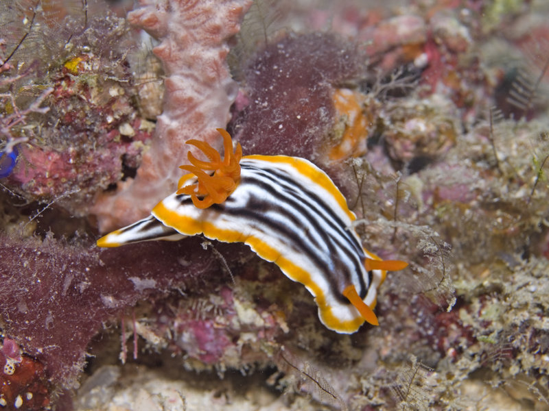 Nudibranch, Mabul